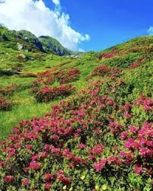 Le fioriture dei rododendri sul monte Lema