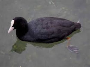 Folaga ( Fulica atra)