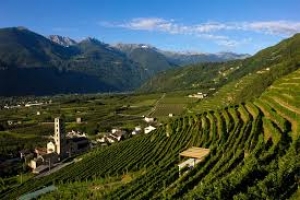 Visita culturale-eno-gastronomica: i vigneti della Valtellina