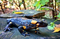 Salamandra salamandra (Salamandra pezzata)