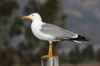 Gabbiano reale (Larus michahellis )