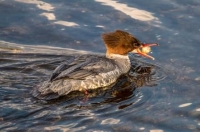 Smergo maggiore  ( Mergus merganser )