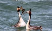 Svasso  maggiore ( Podiceps cristatus )