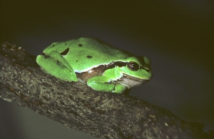 Raganella (Hyla arborea)