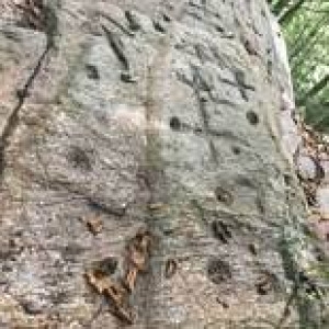ANNULLATA - Domenica 27 ottobre 2024 - Escursione all&#039;Alpone di Curiglia e al masso alle Croci - IN CASO DI METEO AVVERSO ESCURSIONE ANNULLATA