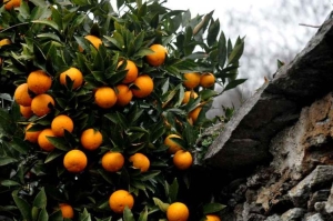 Festa degli agrumi a Cannero Riviera