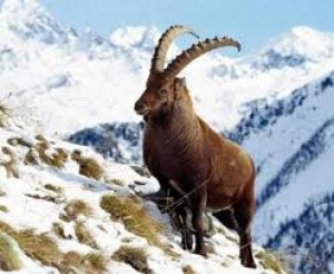 Conferenza naturalistica alla scoperta del parco del Gran Paradiso