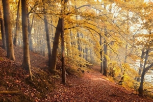 Venerdì 16 ottobre 2026 - Passo lento – Foliage in Val Sorda