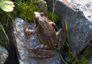 Rana rossa di montagna (Rana temporaria)