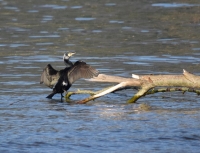 Cormorano (Phalacrocorax carbo)