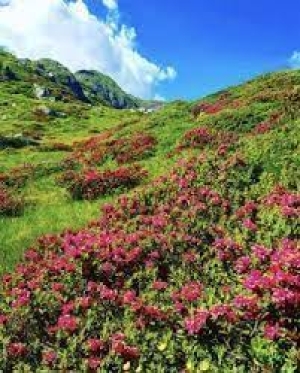 Escursione dei rododendri in fiore al monte Lema