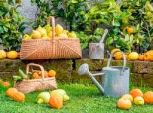 E&#039; riprogrammata per domenica 16 marzo 2025 la visita alla &quot; Festa degli AGRUMI DI CANNERO RIVIERA&quot; -  EDIZIONE 2025