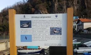 Venerdì 28 marzo 2025 - Passso lento – Passeggiata per osservare l’avifauna lacustre sul lungolago di Maccagno